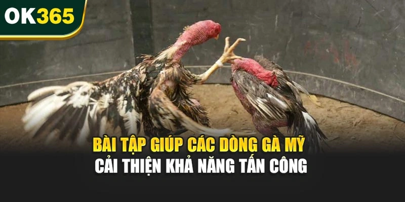 Bài tập giúp các dòng gà Mỹ cải thiện khả năng tấn công
