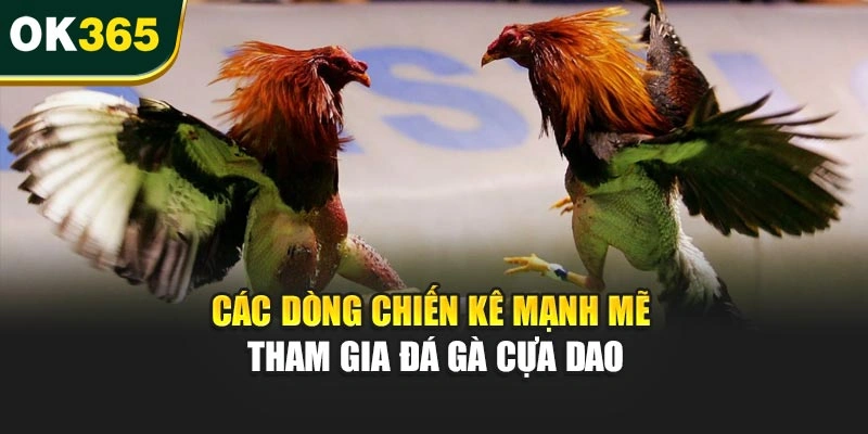 Các dòng chiến kê mạnh mẽ tham gia đá gà cựa dao