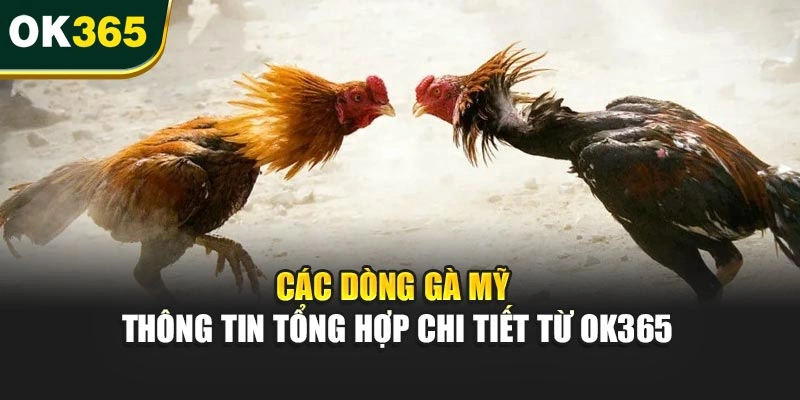 Các Dòng Gà Mỹ – Thông Tin Tổng Hợp Chi Tiết Từ OK365