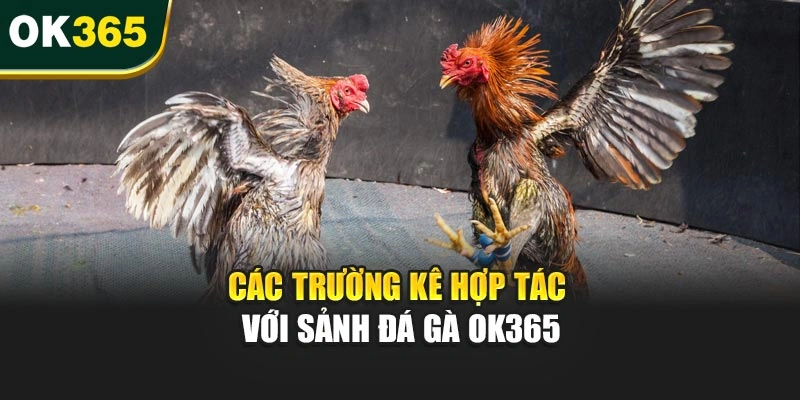 Các trường kê hợp tác với sảnh đá gà OK365