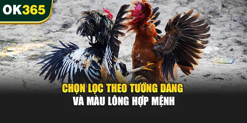 Chọn lọc theo tướng dáng và màu lông hợp mệnh