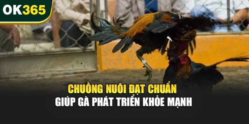 Chuồng nuôi đạt chuẩn giúp gà phát triển khỏe mạnh