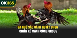 Gà Ngũ Sắc Và Bí Quyết Chọn Chiến Kê Mạnh Cùng OK365