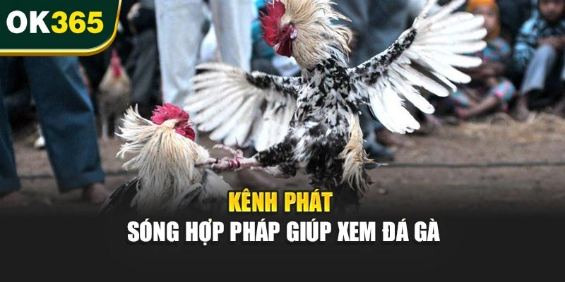 Kênh phát sóng hợp pháp giúp xem đá gà