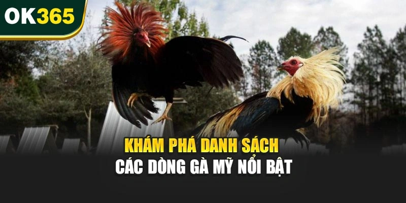 Khám phá danh sách các dòng gà Mỹ nổi bật