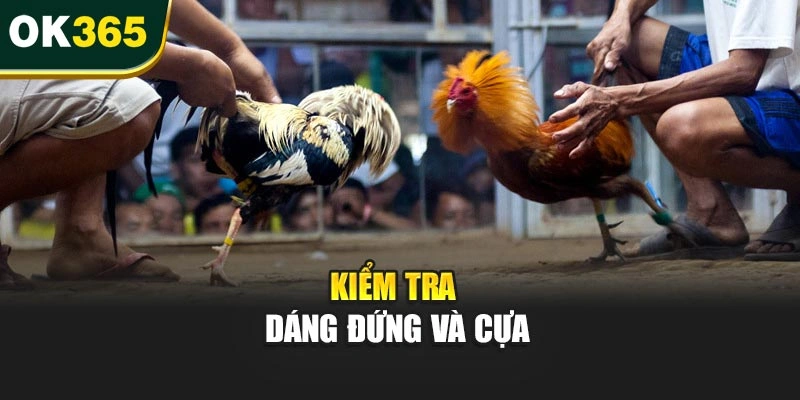 Kiểm tra dáng đứng và cựa