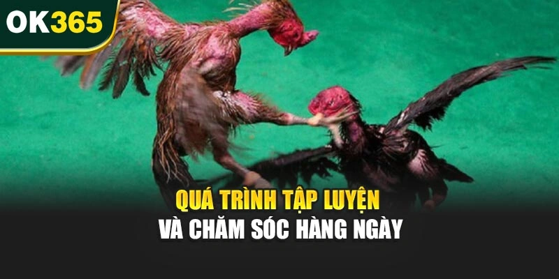 Quá trình tập luyện và chăm sóc hàng ngày