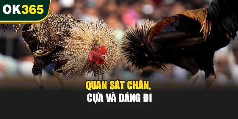 Quan sát chân, cựa và dáng đi