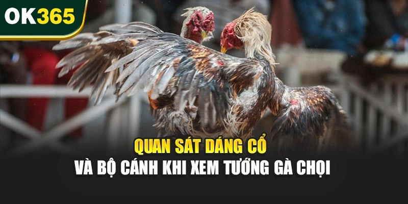 Quan sát dáng cổ và bộ cánh khi xem tướng gà chọi