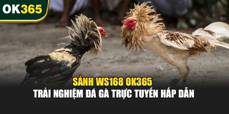 Sảnh WS168 OK365 – Trải Nghiệm Đá Gà Trực Tuyến Hấp Dẫn