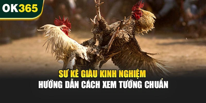 Sư kê giàu kinh nghiệm hướng dẫn cách xem tướng chuẩn