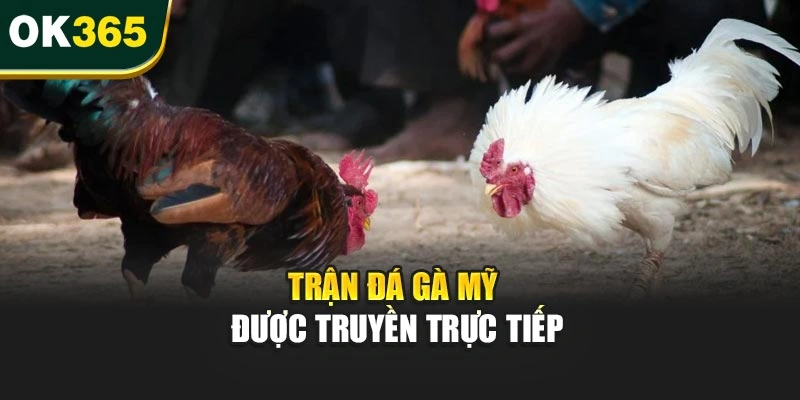 Trận đá gà Mỹ được truyền trực tiếp