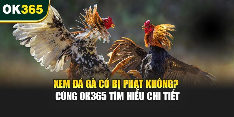Xem Đá Gà Có Bị Phạt Không? Cùng OK365 Tìm Hiểu Chi Tiết