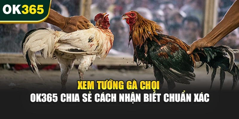 Xem Tướng Gà Chọi – OK365 Chia Sẻ Cách Nhận Biết Chuẩn Xác